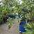 Fig Trees 4 thumbnail