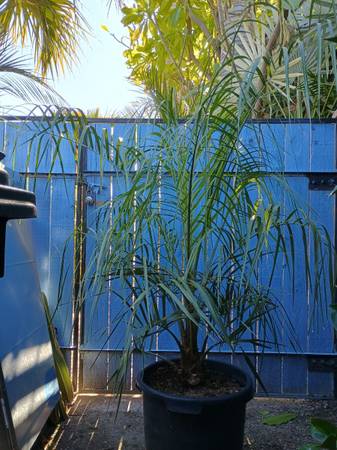 Pindo palms - Butia oderata 1