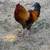 Rooster 4 thumbnail