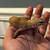 Leopard Geckos 2 thumbnail
