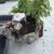 3 bonsai pots and one cool bonsai tree 4 thumbnail