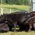 Bred cows 5 thumbnail