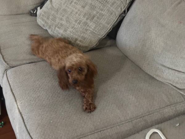 Red toy poodles (Killeen)63839344249729122