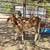 Red Brahma Bull Calf 3 thumbnail