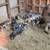 Piglets 1 thumbnail