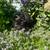 Kittens 4 thumbnail