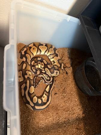 Ball Pythons (Summerlin)63907185147394122