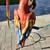 Decorative Parots 10 thumbnail