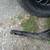 Louisiana guard dog 2 thumbnail
