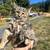 Kittens, Mousers 4 thumbnail