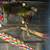 Green Cheeks Conures 3 thumbnail