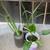 $5 Each White African Iris Dietes Iridioides White Calla Lily 5 thumbnail