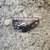 2023 dodge challenger parts only 7 thumbnail