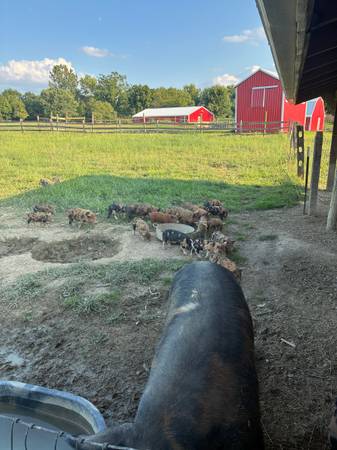IPP Piglets 1