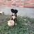 Puppies 1 thumbnail