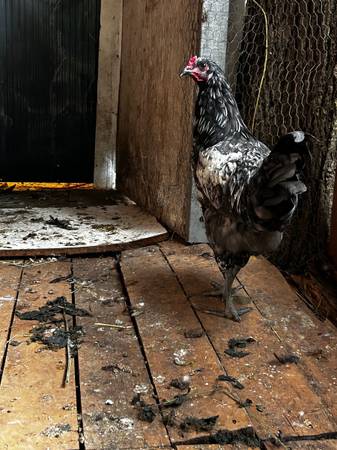 Pet rooster 1