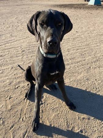 Lost Dog (Hemet)63280351726721121
