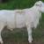 Dorper X St. Croix Sheep 5 thumbnail