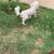 Mini female poodle 4 thumbnail