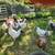Organic-fed Free-Range Young Rooster Buy 3 Get 1 Free Buy 5 Get 2 FREE 4 thumbnail