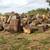 Firewood rounds/un-split firewood 2 thumbnail