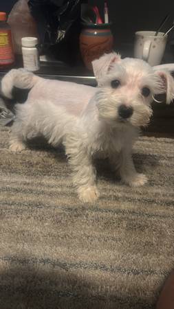 Miniature Schnauzer puppys (Houston)63859317616003120