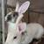 Rex rabbits 7 thumbnail