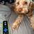 Rehoming Cockapoo puppy 1 thumbnail