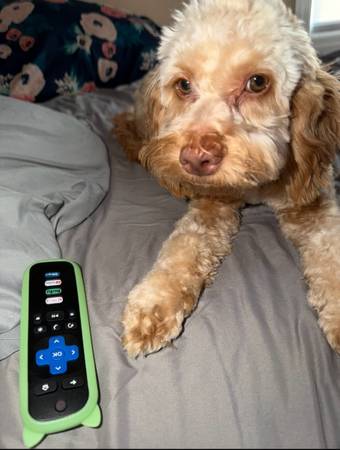 Rehoming Cockapoo puppy 1