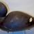 OLD DUCK DECOY COLLECTION OVER 50 7 thumbnail