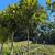 Magnolia Tree 11 thumbnail
