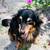 Adorable small rescue dog 3 thumbnail
