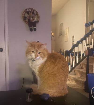 Missing Orange and White Tabby (Aurora)63921244066050120