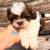 Shih tzu pups 5 thumbnail