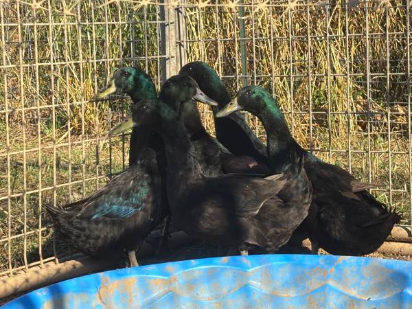 9 Cayuga Ducks 1