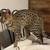 Exotic Savannah cat 13 thumbnail