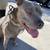 Pitbull male 1 thumbnail
