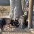Pot belly piggy family 2 thumbnail