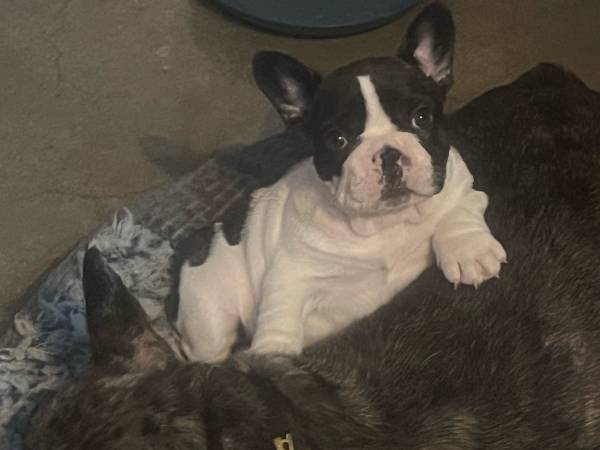 Full Breed Pied French Bulldog 1