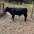 Angus/Brangus Bulls 2 thumbnail