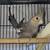 Cockatiels 1 thumbnail