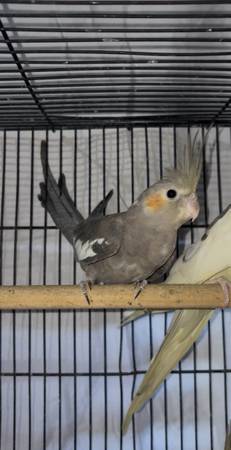 Cockatiels 1
