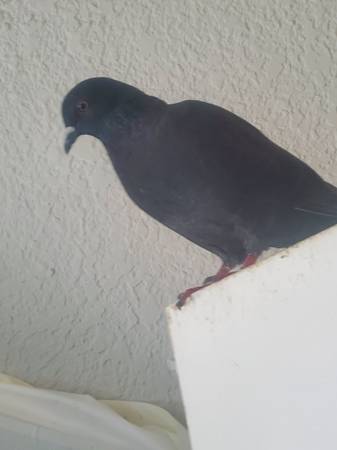 Rare breed with very unique color pattern's pigeon for sale! 1