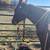 Horse training 2 thumbnail