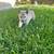 Pomsky puppies 6 thumbnail