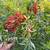Bottlebrush 2 thumbnail