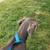 Two doberdanes 4 thumbnail