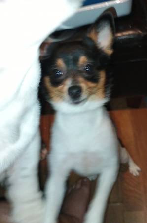 Pomeranian Male 2 yrs old 1