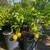 Citrus Trees Lemon Trees Lime , Orange , Grapefruit Red or white , etc 3 thumbnail