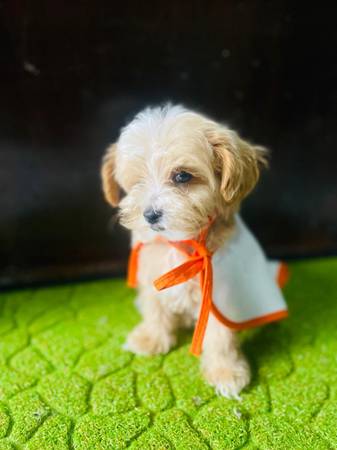 Cachorro hermoso (fremont / union city / newark)63861462466561120